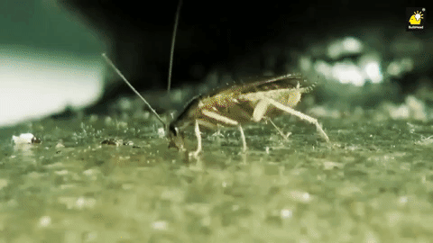 Nuevo Gel Anticucarachas