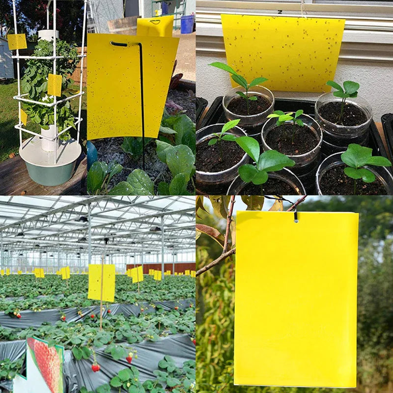 Nuevas Trampas adhesivas para Moscas-Pack de 10 unidades